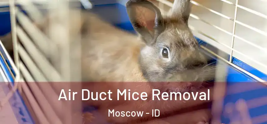 Air Duct Mice Removal Moscow - ID