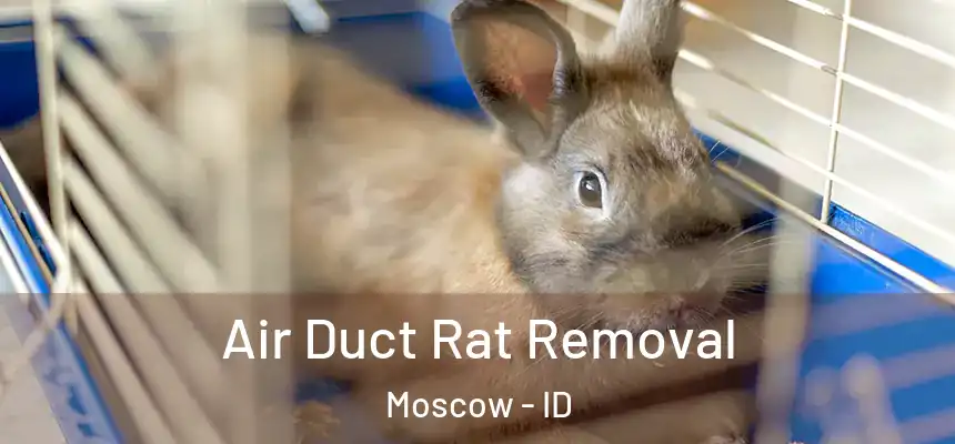  Air Duct Rat Removal Moscow - ID